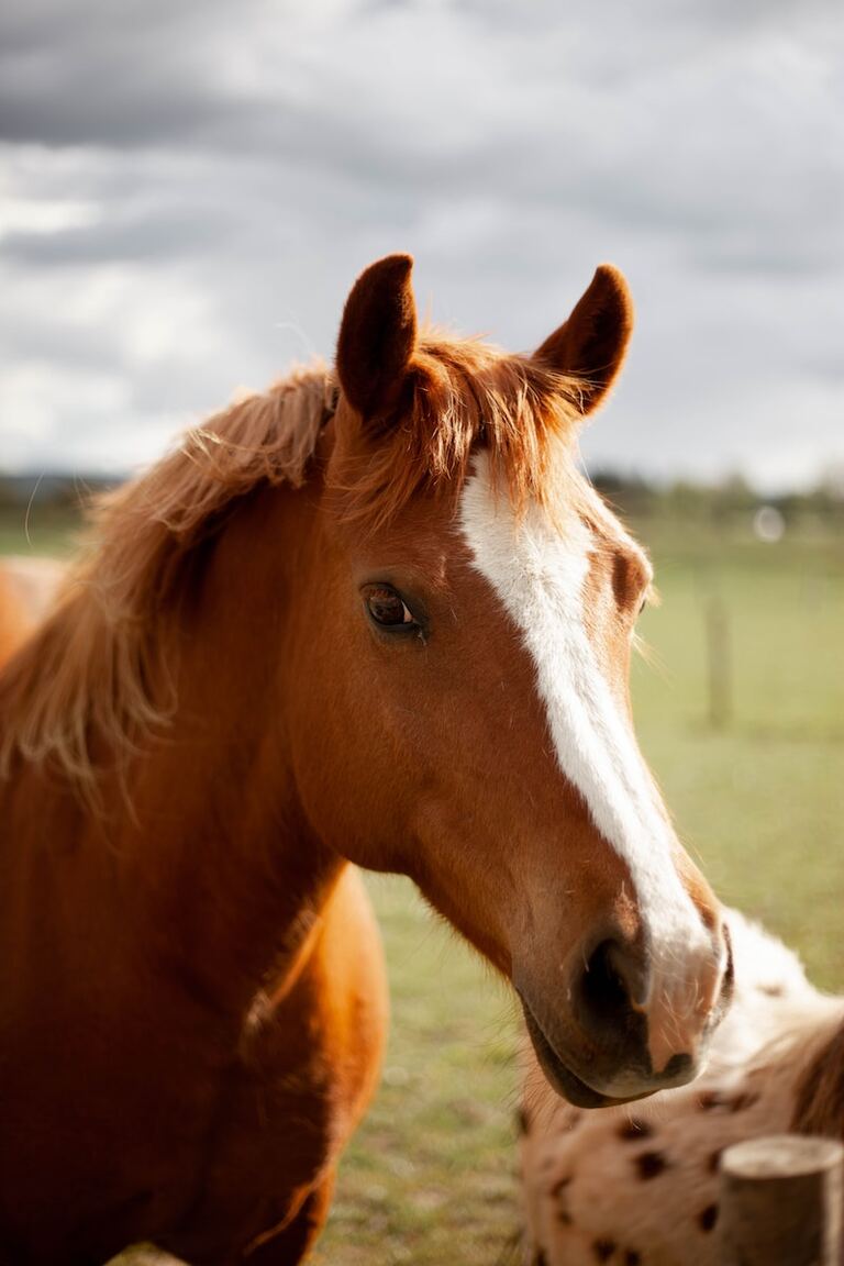 Les raisons de souscrire à une assurance mortalité cheval