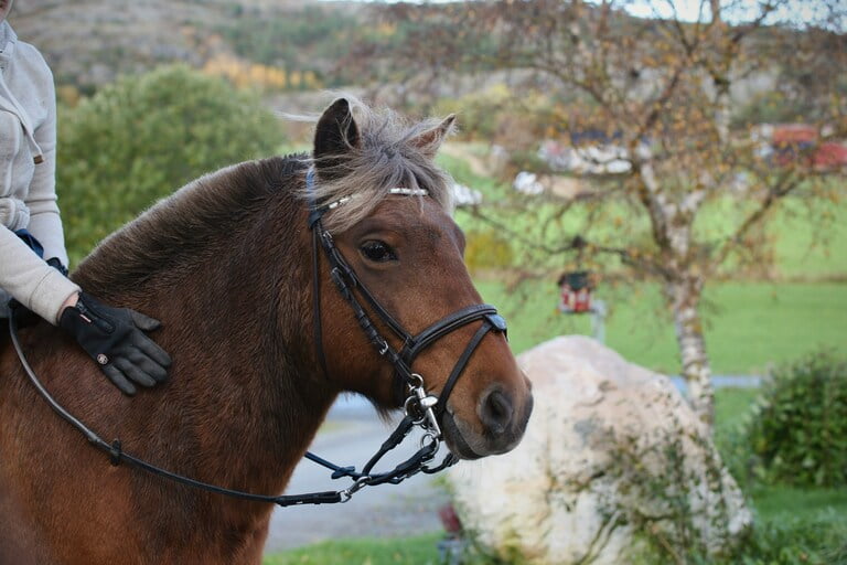 Le hobby horsing : quand le cheval à bascule devient un sport en plein essor