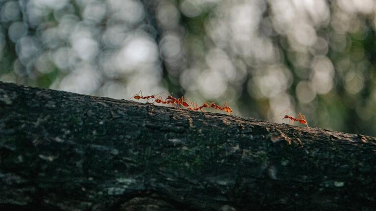 Comment se débarrasser des fourmis ?