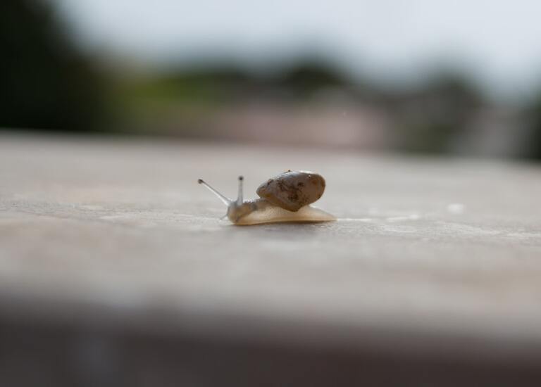Les dangers cachés de la bave d&rsquo;escargot : ce que vous devez savoir