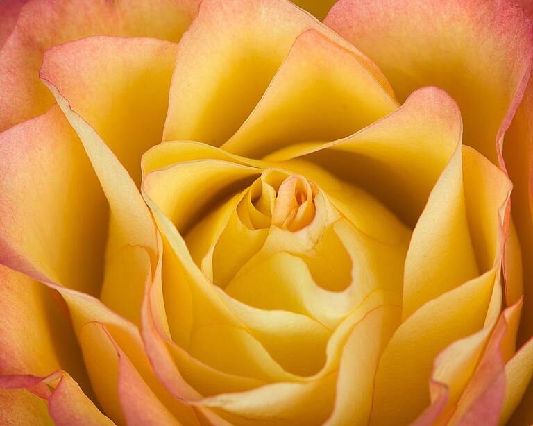Passiflore : les dangers méconnus de cette plante médicinale