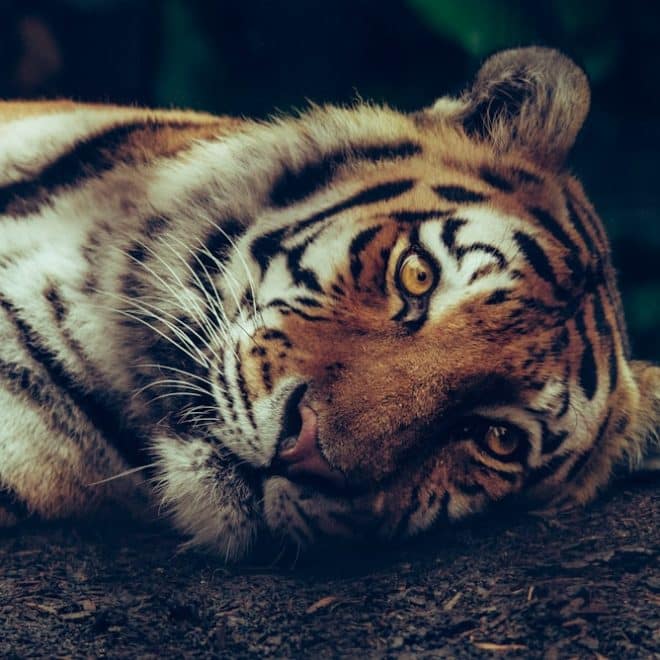 découvrez la beauté et les propriétés uniques de la pierre œil de tigre. symbole de protection et de force, cette gemme captivante, avec ses reflets dorés et bruns, est idéale pour les bijoux et la décoration intérieure. apprenez comment l'œil de tigre peut enrichir votre bien-être et votre style.