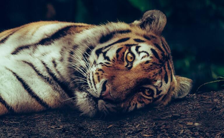 Oeil de tigre : quels dangers cachent cette pierre précieuse ?