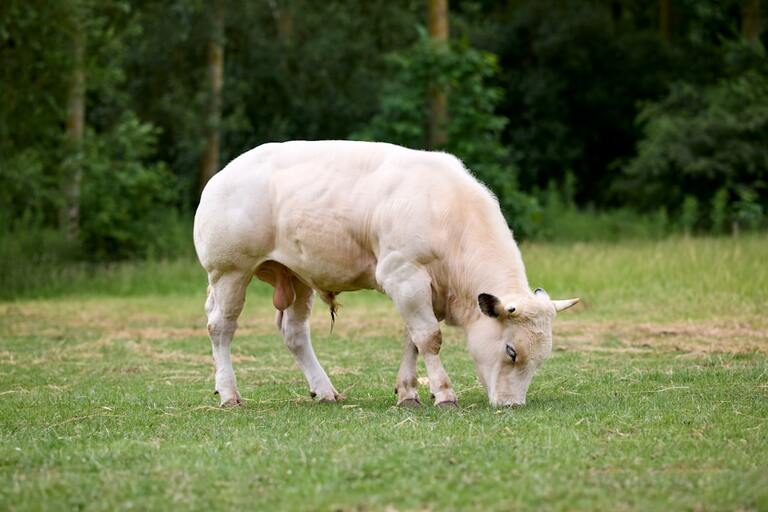 Découvrez la race bovine bleu blanc belge : caractéristiques et atouts d&rsquo;une espèce prisée