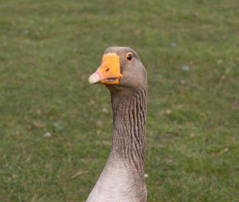 Guide pratique pour cuire le foie gras à l&rsquo;eau bouillante : étapes incontournables