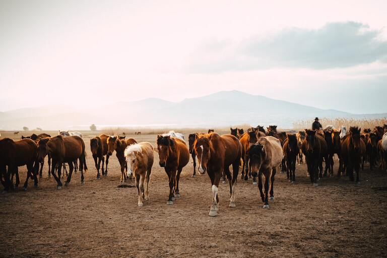 L&rsquo;abattage des vaches : des pratiques encadrées pour garantir le bien-être animal