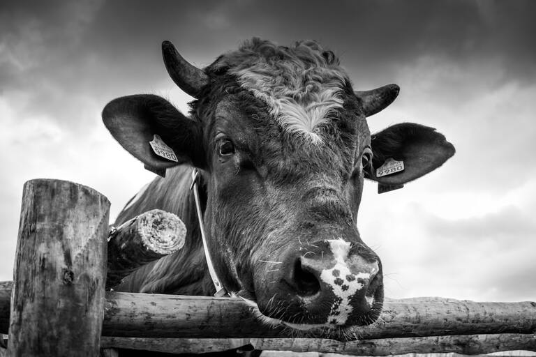 les meilleures races de vaches laitières : un guide pour les éleveurs