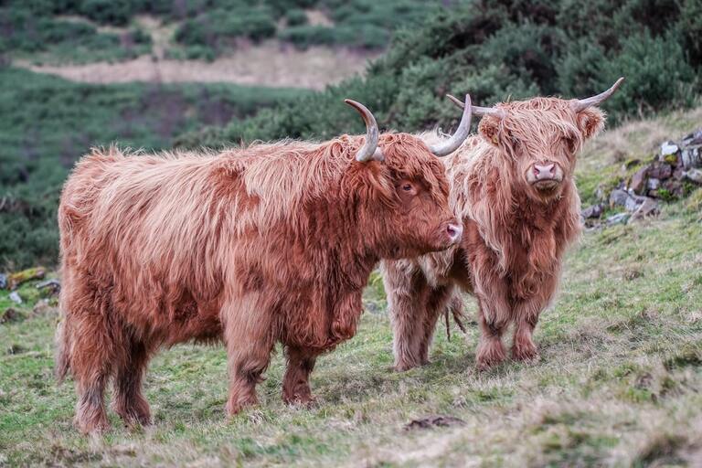 La vache des Highlands : un charme rustique et une avenue d&rsquo;élevage simplifiée