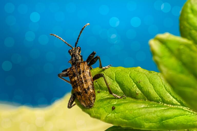 Dératisation durable : des approches respectueuses de la nature pour un environnement sain